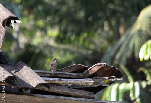 Картината върху платно Sparrow on Broken Roof