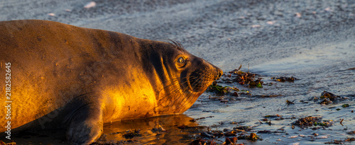 Young elephant seal watching the sunset on San Simeon Beach, California