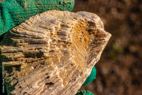Obraz na plátně Silicified Chaetetes fossil specimen held in hand, showcasing intricate honeycom