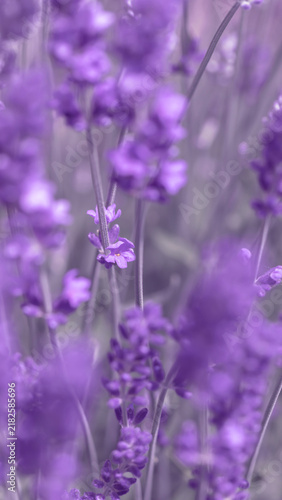 Calming sunlit lavender field in soft purple tones, ideal for spa, wellness, ...