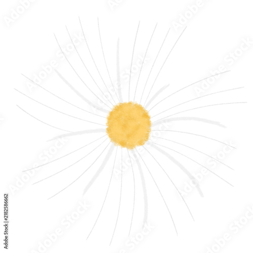 Cosmos flower petals, autumn floral illustration
