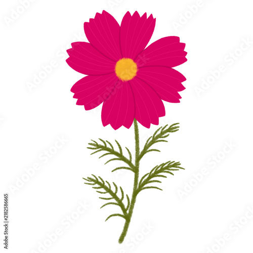 Single cosmos flower, autumn floral illustration