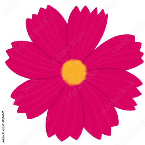 Cosmos flower petals, autumn floral illustration