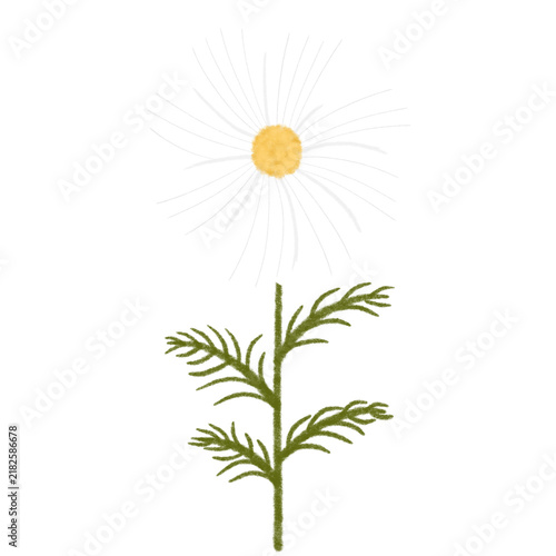 Single cosmos flower, autumn floral illustration