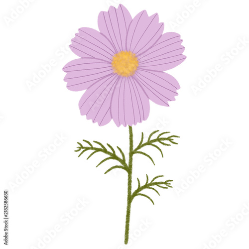 Single cosmos flower, autumn floral illustration