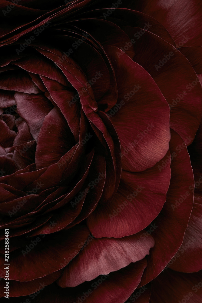 Fototapeta premium Extreme close-up of a dark burgundy peony reveals layered velvety petals and dramatic shadows in an abstract floral composition.