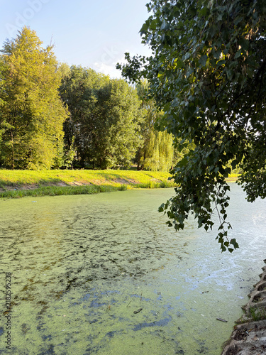 Quadro su tela Pond surface covered with green duckweed algae bloom, water eutrophication envir