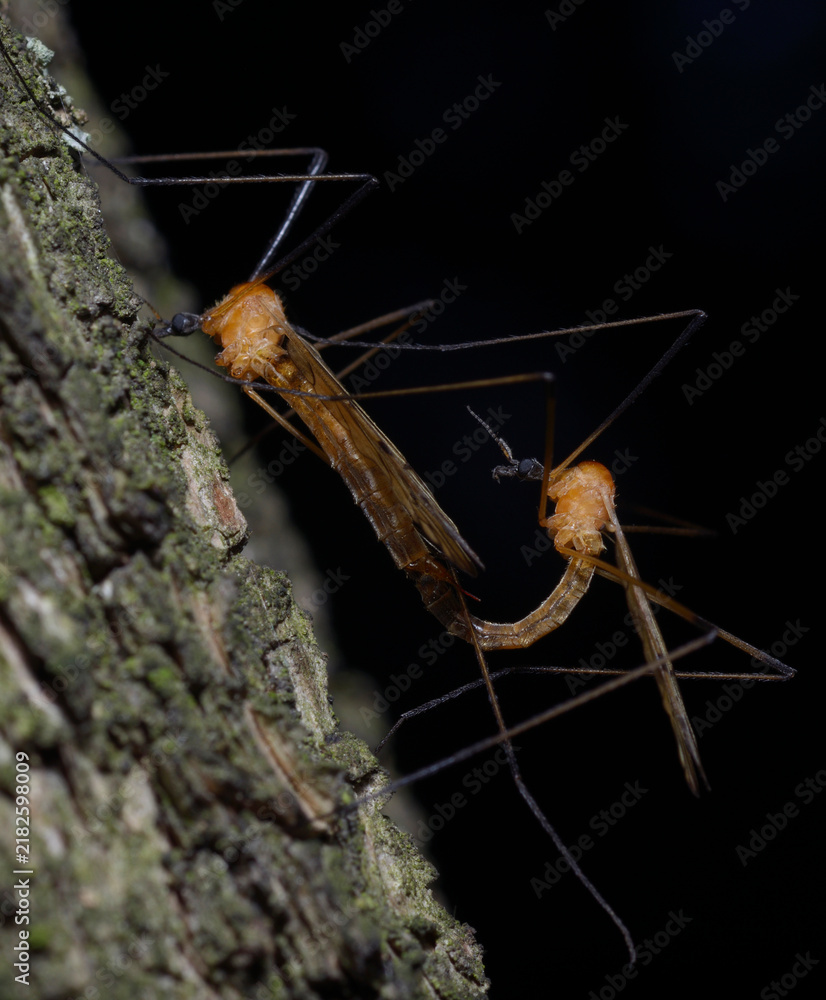Fototapeta premium Crane flies Tipulidae mating on a tree trunk, black background