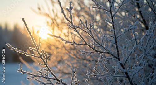 Frost-covered branches in winter sunlight
