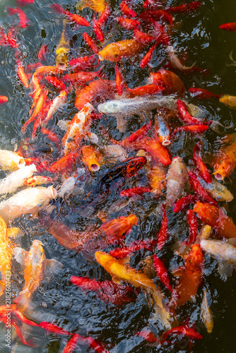 Fotografie Close-up of colorful koi carp crowding at the pond surface during feeding, with open mouths, splashing water and orange, red, white, black and golden ornamental fish