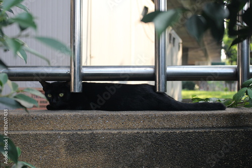 Fotografía black cat laying on the fence