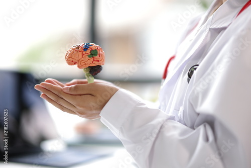 Doctor holding anatomical model of human brain in hospital.