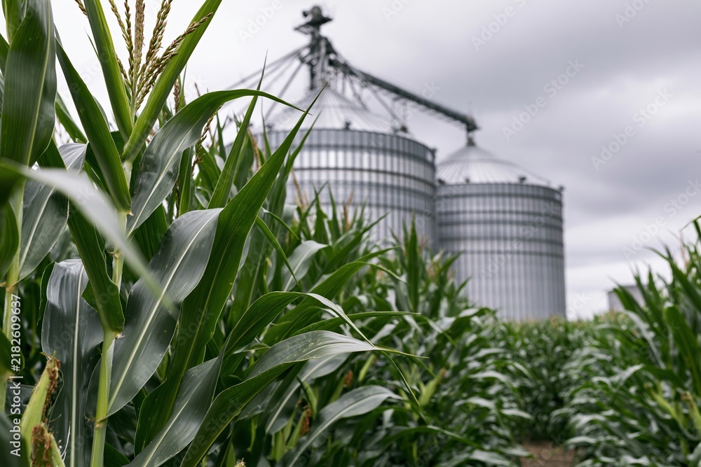 Obraz premium The Cornfield with Silos on a Rural Farm Under Cloudy Sky