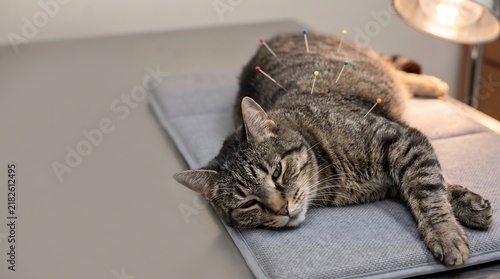 Tabby cat receiving acupuncture treatment for pain relief at a veterinary clinic