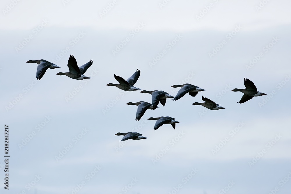 Fototapeta premium The Birds in Formation Crossing a Soft Blue Sky Above