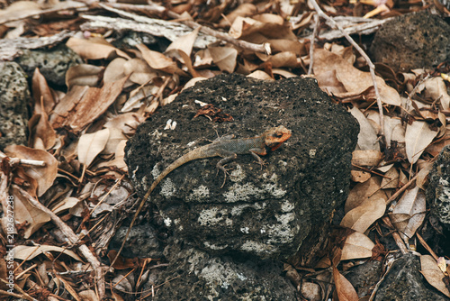 Fotografie Oriental garden lizard (Calotes versicolor) resting in a forest environment in Mauritius