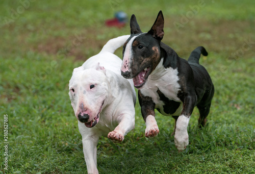Obraz na plátně Two miniature bull terriers playing in the grass