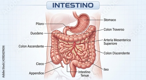 Obraz na płótnie intestino