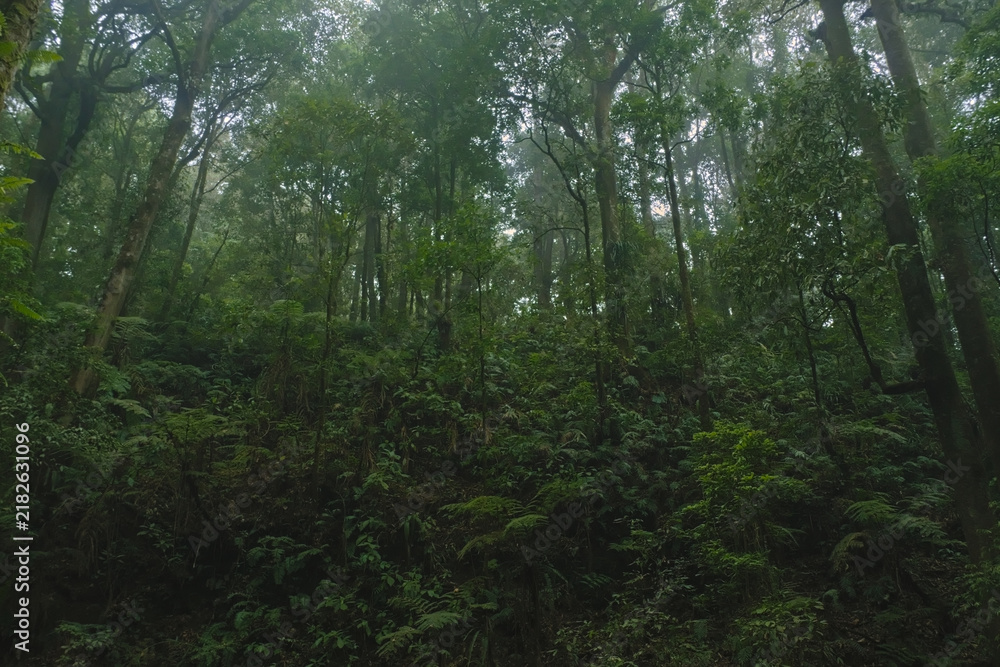 Fototapeta premium Mist covered tropical rainforest slope with dense green trees and lush vegetation