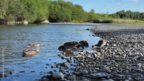 Feeding river ducks with grain on the riverbank on a sunny day.