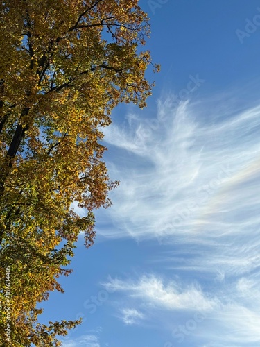 Autumn tree yellow golden leaves against sky cirrus clouds vertical