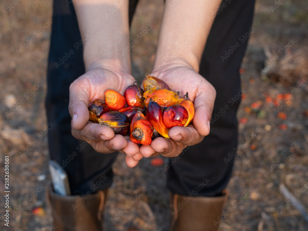 Fototapeta premium A hand holds a brightly colored palm fruit in natural light. Natural tones contrast with the fruit's rich, textured color. A person stands outdoors, with roots and soil visible. The image evokes a sen