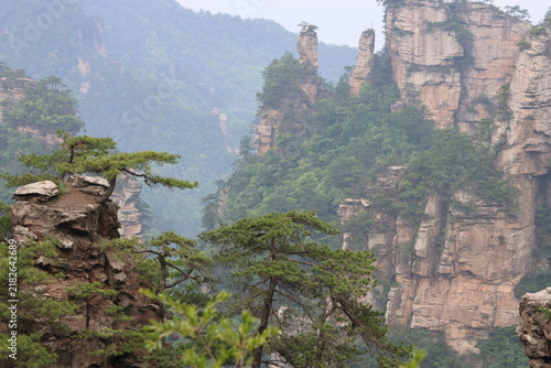 Konstfotografi Quartz-sandstone pillars with resilient and ancient trees at Huangshizhai (Yello