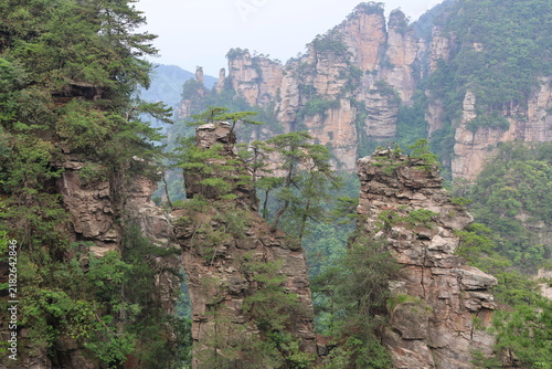 Принти на полотні Quartz-sandstone pillars with resilient and ancient trees at Huangshizhai (Yello