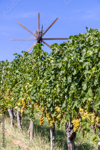 Grape harvest season in Southern Styria, Austria