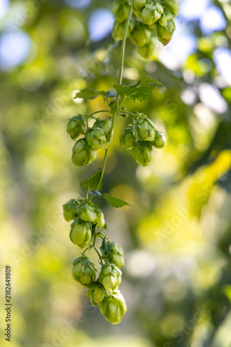Humulus (hop), is a small genus of flowering plants in the hemp family, Cannabaceae