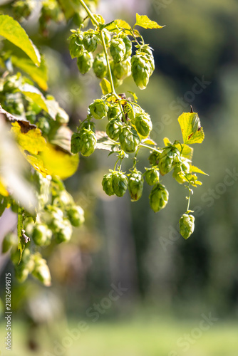 Humulus (hop), is a small genus of flowering plants in the hemp family, Cannabaceae