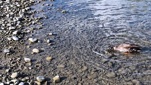 Feeding river ducks with grain on the riverbank on a sunny day.