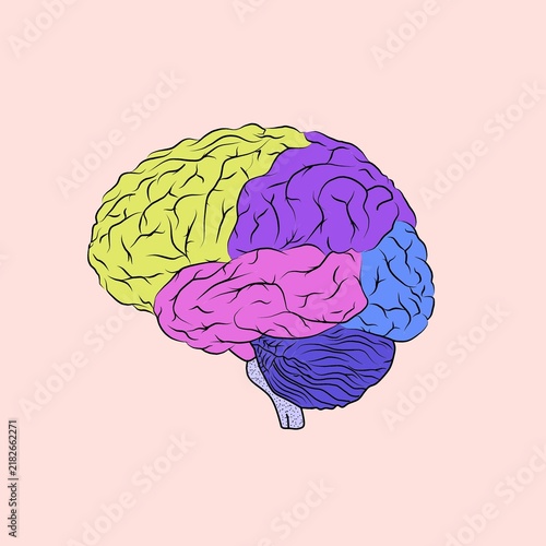 Cuadro en lienzo human brain vector illustration design