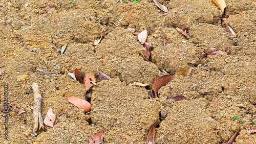 Bild auf Leinwand Texture of cracked dry soil with scattered fallen leaves, representing drought a