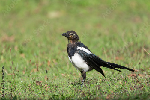 Quadro su tela Birds of Germany - Pica pica - Juvenile Eurasian Magpie During Molt