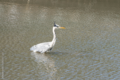Canvastavla Birds of Germany - Ardea cinerea - Grey Heron Standing in Shallow Water