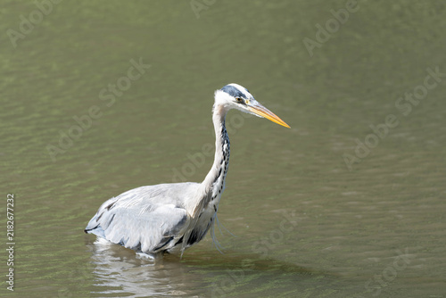 Konstfotografi Birds of Germany - Ardea cinerea - Grey Heron Standing in Shallow Water