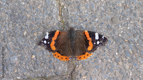 Foto Bio Diversity - Vanessa atalanta - Red Admiral Butterfly Resting on Pavement