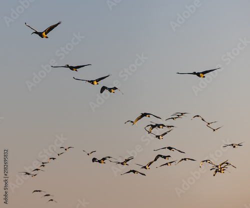 Fotografía Birds flock flying across Rosolina sky at sunset