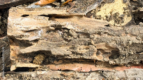 Foto Close up Texture of Rotten Tree Bark Damaged by Termites and Decay in the Forest