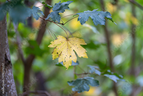 Canvastavla Backlit maple leaves hang from a branch in a woodland, with one leaf turning yellow while the others remain green