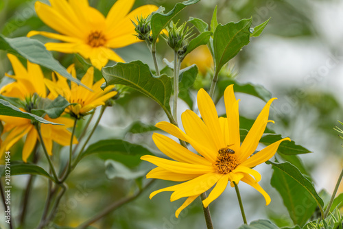 Картината върху платно A bee rests on the center of a Jerusalem artichoke flower within a dense cluster of blooms and leaves, photographed against a soft green background