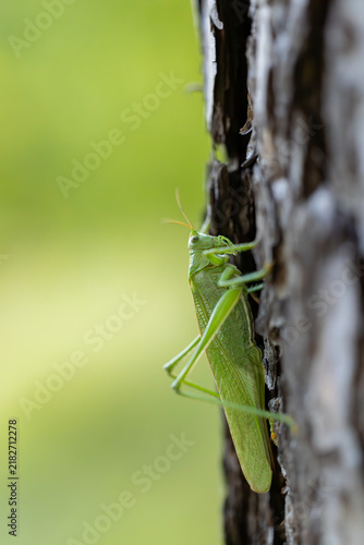 Obraz na plátně Green locust grasshopper climbing up a rough tree trunk vertical macro shot