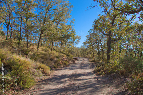 Quadro su tela path surrounded by holm oaks, blue sky