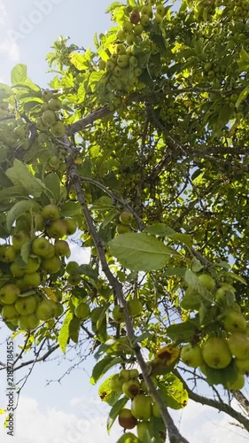 Looking up at an apple tree branch heavy with clusters of unripe green fruit. Bright sunlight filtering through the leaves against a blue sky
