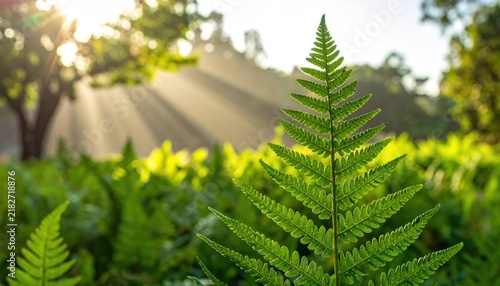 Green fern leaves in a sunny forest with golden light rays shining through the trees.