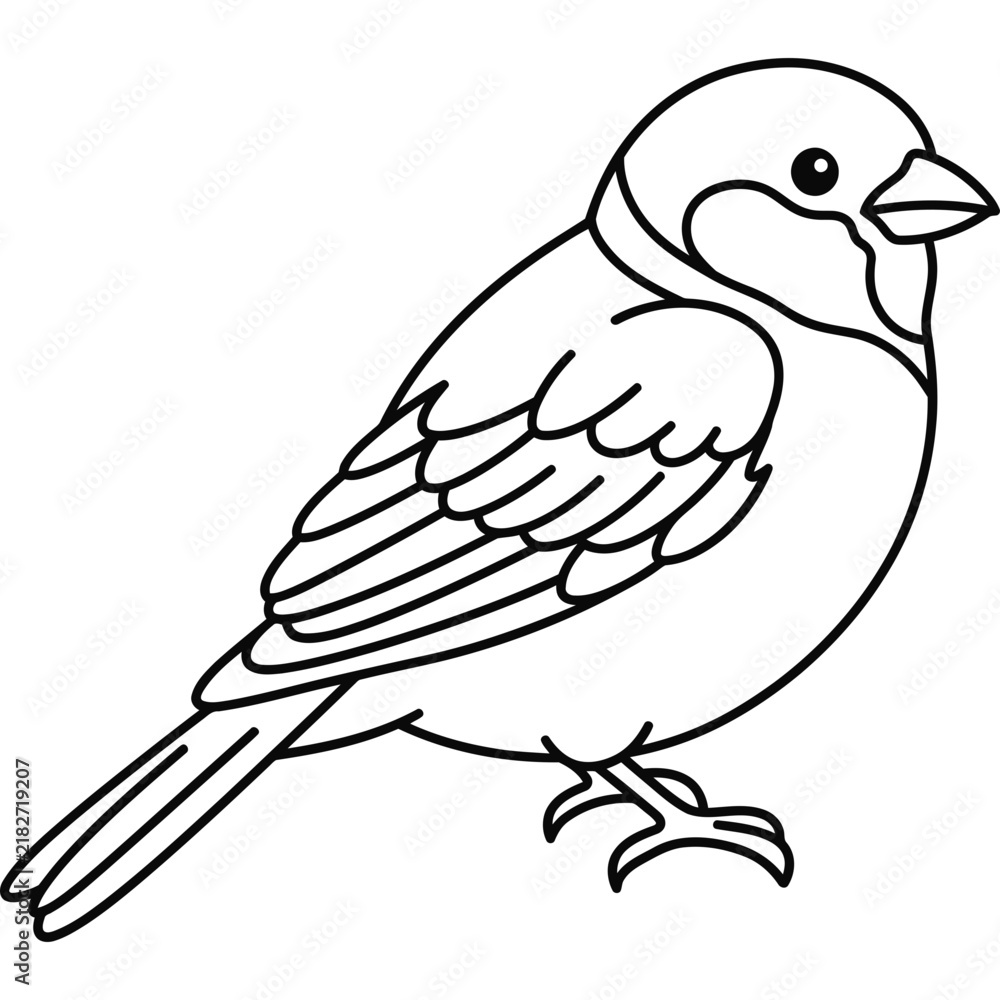 Fototapeta premium hand drawn House Sparrow Bird outline illustration