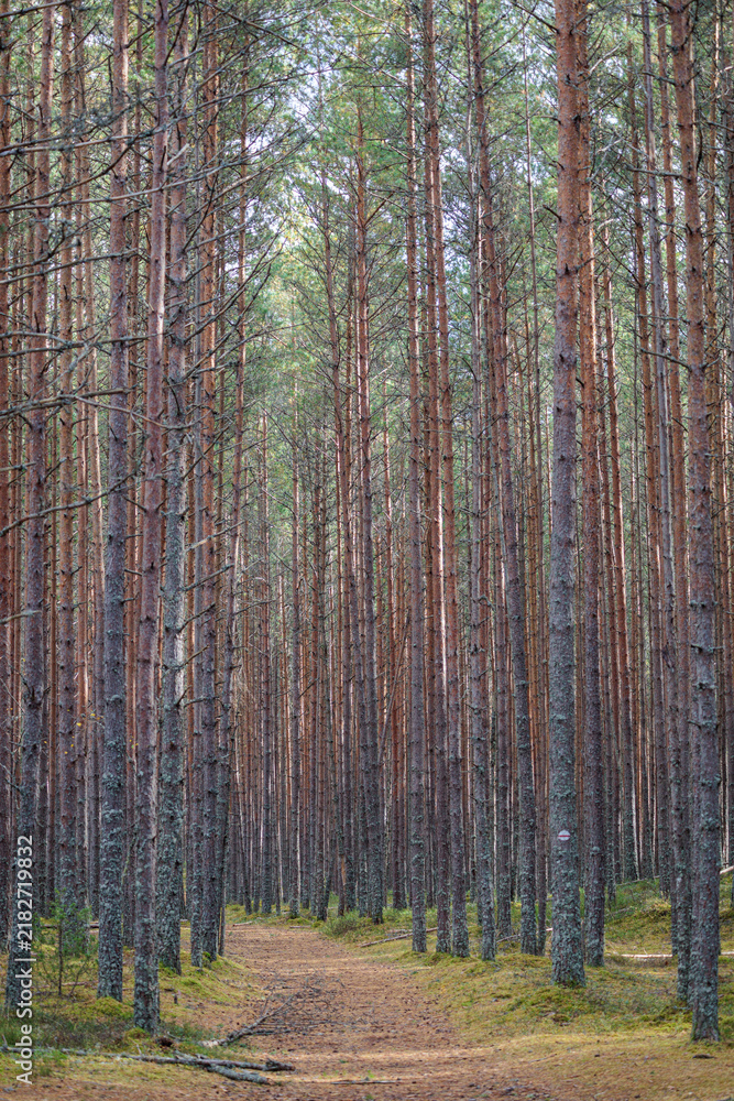 Fototapeta premium Narrow pine forest path winding through tall trees in autumnal forest