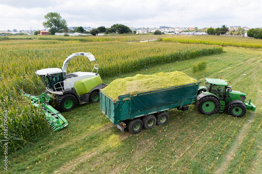 Obraz premium Aerial view of a forage harvester collecting corn and loading it into a tractor trailer