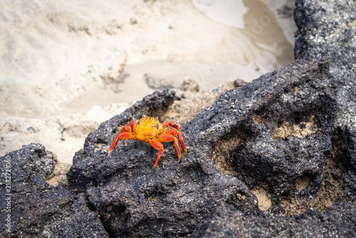 Fotografía Vibrant red sally lightfoot crab on Isabela Island rocks, Galapagos, Ecuador
